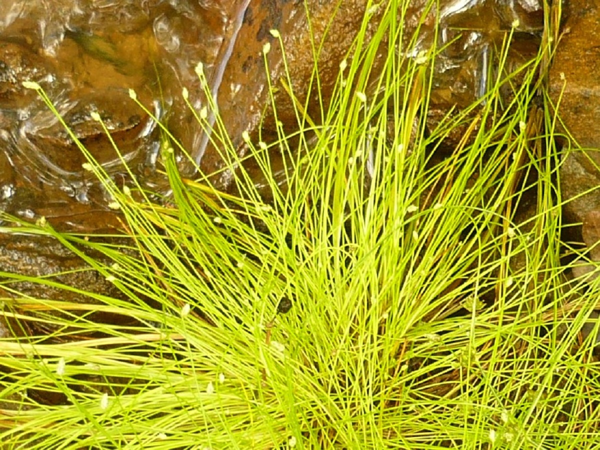 Isolepis cernua (Cyperaceae)